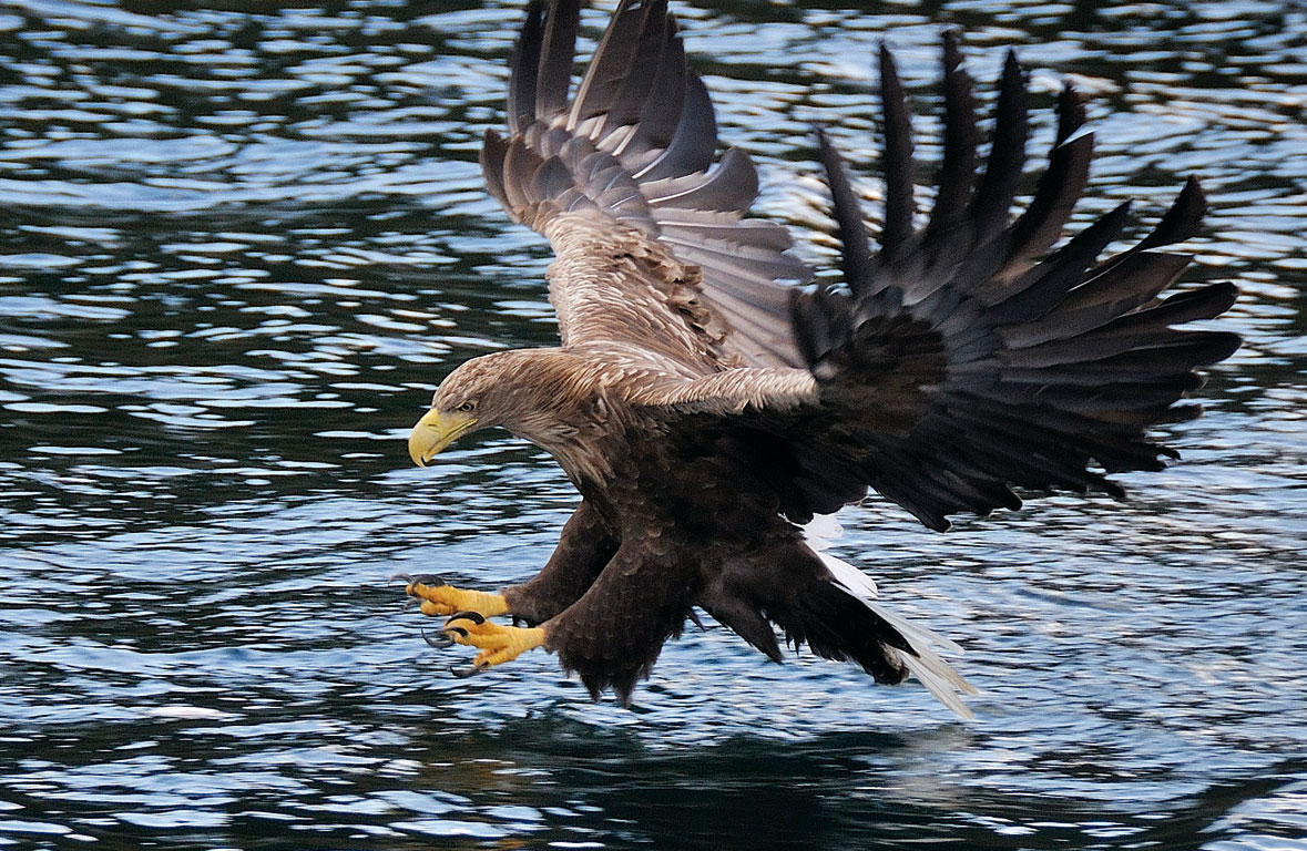 sea eagle